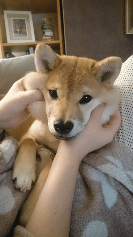 découvrez les forums shiba inu, un espace dédié aux passionnés de cette race adorable. échangez conseils, astuces et expériences avec d'autres amoureux des shiba inu, partagez des photos et trouvez des réponses à toutes vos questions sur leur bien-être et leur éducation.