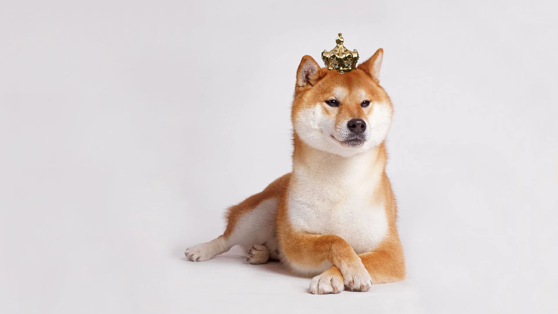 découvrez le monde fascinant des cryptomonnaies avec dogecoin et shiba inu. apprenez comment ces deux tokens mèmes ont captivé les investisseurs et suscité un engouement mondial. explorez leur histoire, leur utilité et les tendances du marché pour mieux comprendre ces actifs numériques uniques.